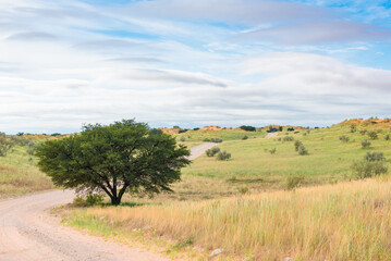 Gravel Road Through The Kgalagadi Transfrontier National Park South Africa