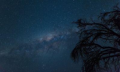 Night Sky With Milky Way And A Bare Tree
