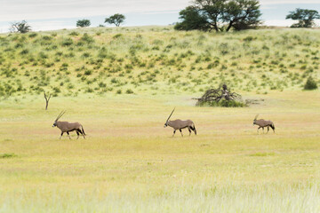 Three Oryx Antelopes Are Moving Through The Auob Valley Kgalagadi Transfrontier National Park South Africa