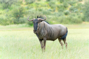 Blue Wildebeest In The Auob Valley, Kalahari, South Africa, Connochaetes Taurinus
