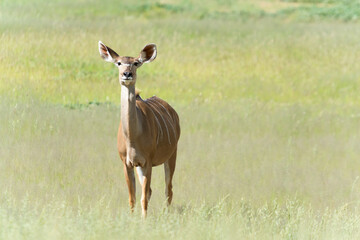 Kudu Cow In Kgalagadi Transfrontier National Park, Auob Valley,