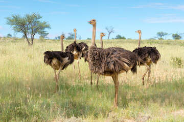 A Group Of Ostrich, Struthio Camelus, In Kgalagadi Transfrontier National Park, South Africa