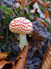 In Palatinate Forest, Young Fly Agaric, Amanita Muscaria