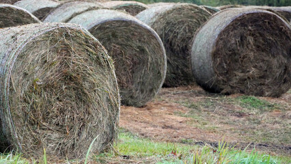 Hay Bales In A Meadow