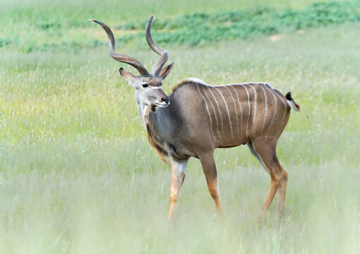 Kudu Bull, Tragelaphus, In The Auob Valley, Kgalagadi Transfrontier National Park South Africa