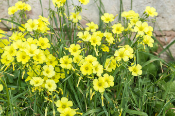 Obraz premium Yellow Sorrel On The Field Edge In Mallorca, Oxalis