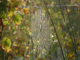 Large Spiderweb Hanging Between Vines