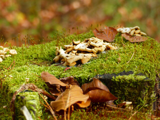 Palatinate Forest, Group Of Mushrooms On A Mossy Stump