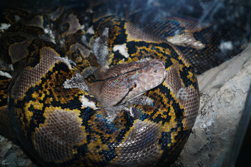 Python Snakes
