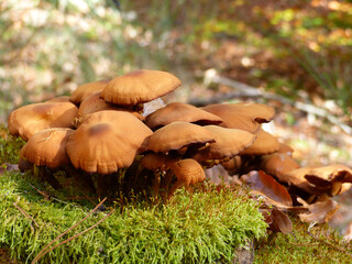 Palatinate Forest, Group Of Mushrooms On A Mossy Stump