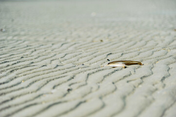 Messy Shell Beach Blur