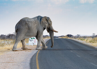 An Elephant Crosses A Road Near Okaukuejo Etosha National Park Namibia
