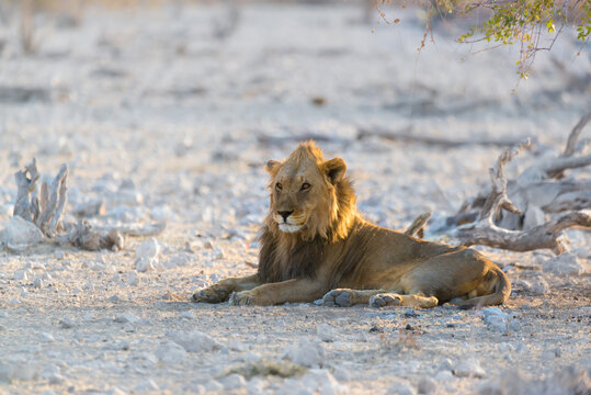 Lion In Etosha National Park Namibia