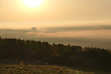 Early Morning In Autumnal Vineyards, Wine Region Rheinhessen, Rhineland Palatinate, Germany
