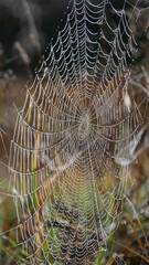 Spiderweb In Ampermoos, Upper Bavaria