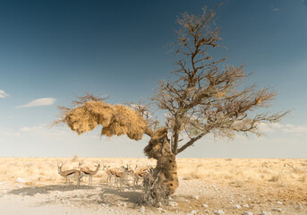 Springboks Looking Shelter Under A Tree With A Weaver Birding At Etosha National Park Namibia