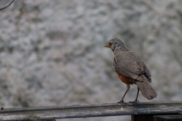 blackbird on a fence