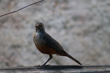 robin on the branch