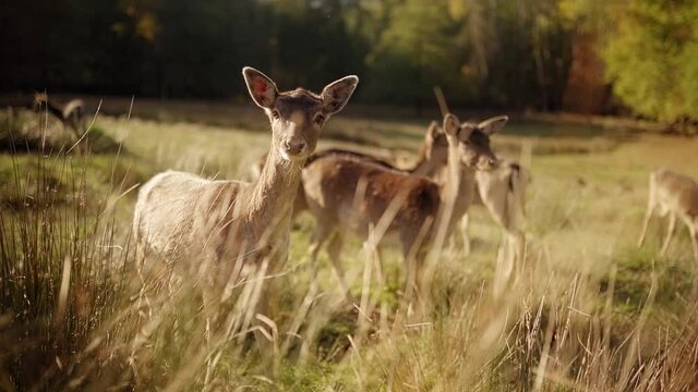 Young deer Kid looking straight into camera. Slow motion tilt down shot of grazing deers on green farm fields in nature. Close up tracking shot.
