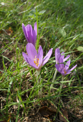 Blooming Meadow Saffrons, Colchicum Autumnale