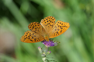 Argynnis Paphia Butterfly Sitting On A Thistle Flower