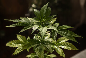 Close up of small marijuana plant in late afternoon sun, with other garden plants in the background. 