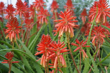 Bright red color of aloe vera flowers