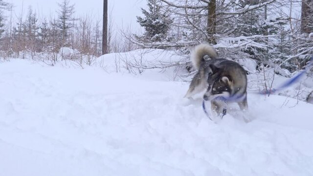 Husky jumping and playing with his leash in a snowed forest.