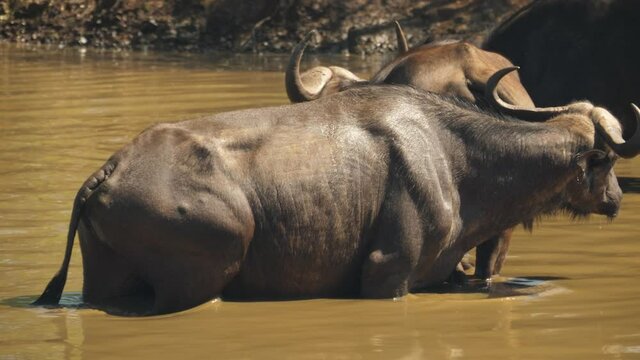 A herd of cape buffalo bathing in a watering hole in slow motion.