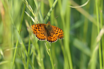 Brenthis Ino Butterfly In Black Moor, Rhoen