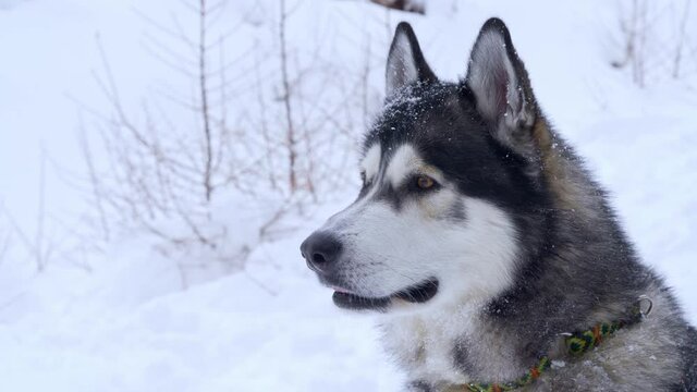 Close shot of a Siberian husky in the snow