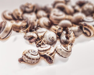 cooked snails, escargots served rustic