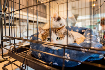 ケージの中にいる、かわいい猫