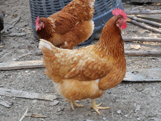 ISA Brown hen walking in farm, Reddish brown and red color of chicken feathers