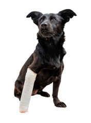 Black dog’s leg is wrapped in a bandage.