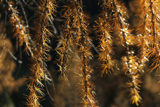 Latrix Decidua In Autumn
