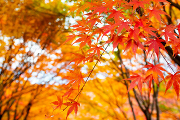 長野県箕輪町もみじ湖の紅葉　紅葉湖　箕輪ダム