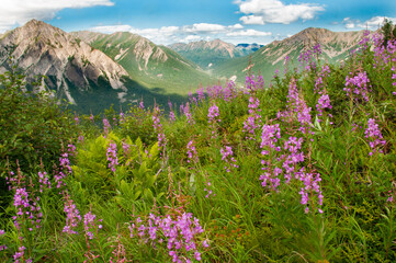 Mountain Overlook and Fireweed Near Lake Clark National Park Alaska