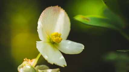 Fototapeta premium Macro photograph of a flower