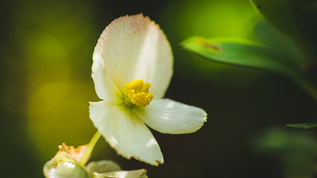 Macro photograph of a flower