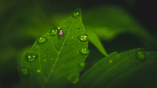 insect on green leaf