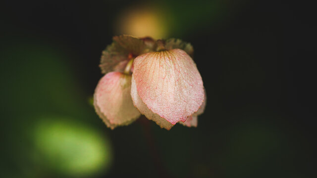 Macro photograph of a flower