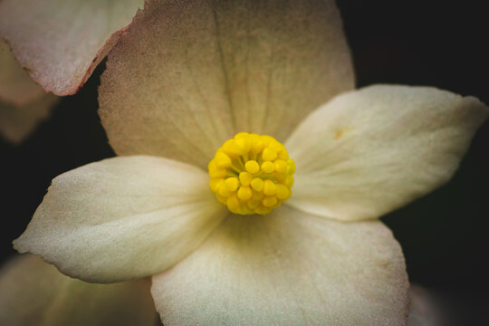 Macro photograph of a flower