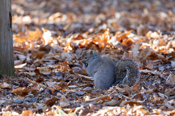 Eastern grey squirrel in the park