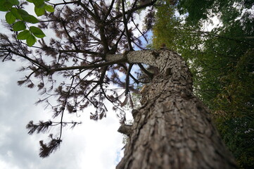 下から見上げた木