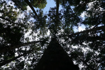 下から見上げた木