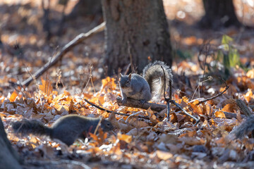Eastern grey squirrel in the park