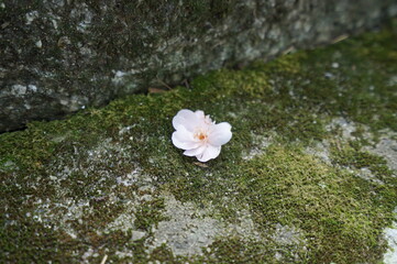 風で飛ばされた花