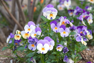 Viola plant with violet flowers , Viola, Common Violet, Viola tricolor, pansy flower