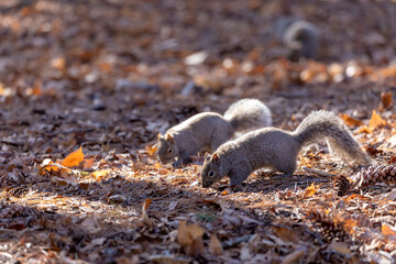 Eastern grey squirrels in the park